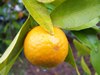 ImgOrange